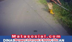babat rumput