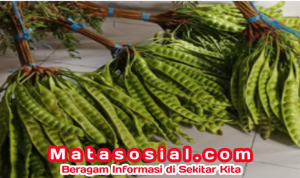 Petai Enak dan Sehat ala Dwi Wahyuningsih: Resep Tradisional yang Tetap Bergizi