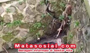 Tubuh Tak Bernyawa di Selokan Babakan: Polisi Telusuri Identitas dan Kronologi