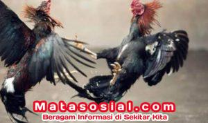 Praktik Sabung Ayam di Surade di gerebeg Polisi