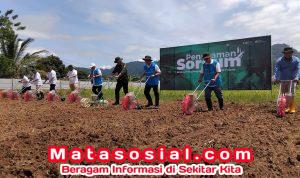 PLTU Jabar 2 Palabuhanratu, Batang Sorgum, Resmi Didorong, Jadi Bahan Bakar