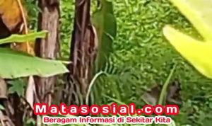 Kawanan Monyet Turun ke Kampung Cipatra Sukamaju, Warga Diminta Waspada