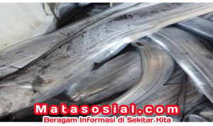Ikan Layur Salah Satu Potensi Roda Ekonomi Palabuhanratu dan Ikon Kota Nelayan