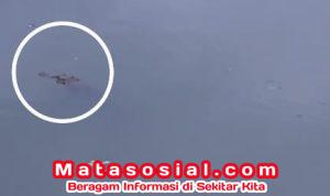 Geger Buaya di Sungai Cimandiri: Warga Simpenan Resah, Pemancing Jadi Saksi