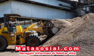 Potensi Tersembunyi Limbah Sawit, Ternyata Begini!