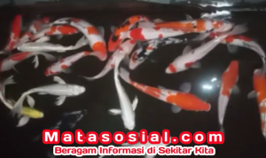 Pedagang Ikan Hias Koi Sukabumi Hadirkan Semangat Sukabumi Mubarokah di Bulan Ramadhan