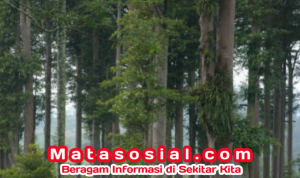 Desa Cicareuh, Hidden Gem Sukabumi yang Hebring pisan!/foto Ist