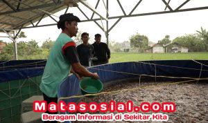 Program MBG Dorong Rantai Pasok Lokal, Budidaya Lele Jadi Tulang Punggung
