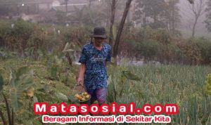 Program MBG Dongkrak Penghasilan Petani Sayuran Selo