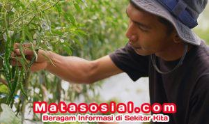 Petani Boyolali Harap Program Terus Berlanjut, Harga Sayur Lebih Stabil Setelah Ada MBG