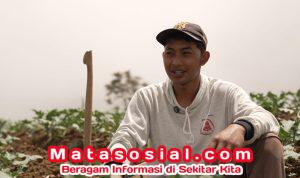 Harga Naik dan Permintaan Meningkat, Petani Sayur di Boyolali Tersenyum Berkat MBG