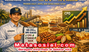 Gambar Ilustrasi, Kemendag Tetapkan HR CPO dan HPE Kakao Naik, Produk Kulit, Kayu, dan Getah Pinus Tetap
