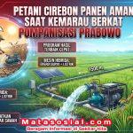 Petani Cirebon Panen Aman Saat Kemarau Berkat Pompanisasi Prabowo