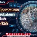 Wujud Sukabumi Mubarokah
